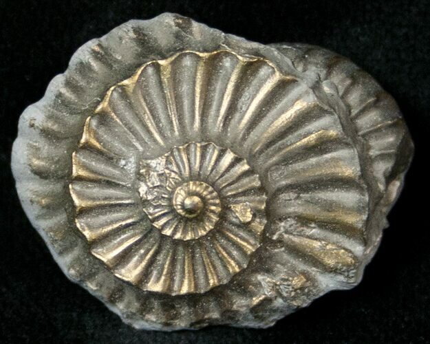 .95" Pyritized Pleuroceras Ammonite - Germany For Sale (#17765 ...